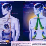 Avenir de l’endocrinologie